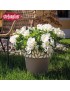 VASO 94125 CLOE TORTORA 25X25CM PLST